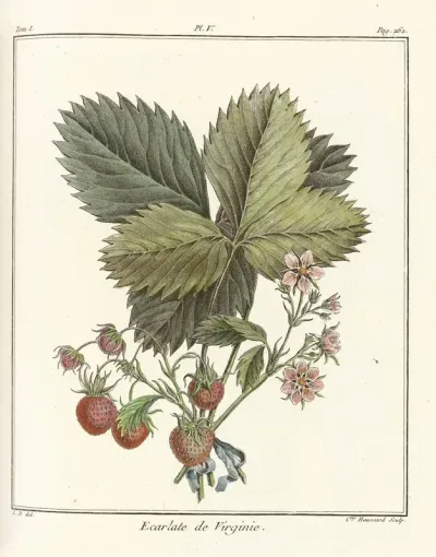 Traite Des Arbres Fruitiers Pl 35