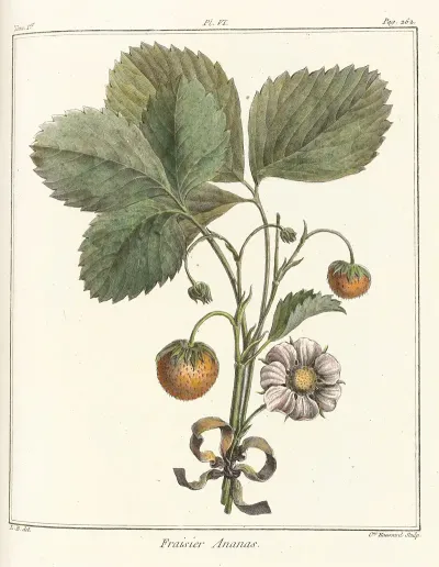 Traite Des Arbres Fruitiers Pl 36