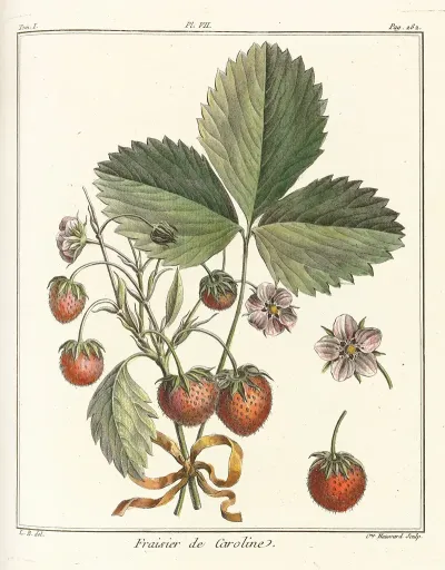 Traite Des Arbres Fruitiers Pl 37