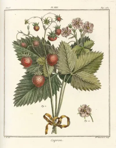 Traite Des Arbres Fruitiers Pl 38