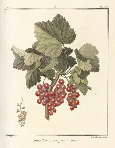 Traite Des Arbres Fruitiers Pl 40