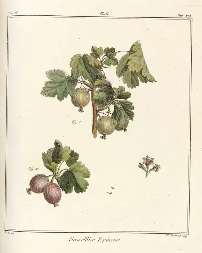 Traite Des Arbres Fruitiers Pl 41