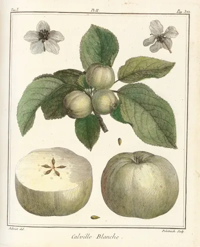 Traite Des Arbres Fruitiers Pl 43