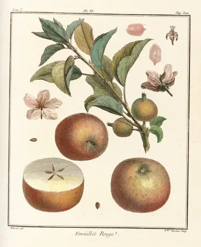 Traite Des Arbres Fruitiers Pl 47