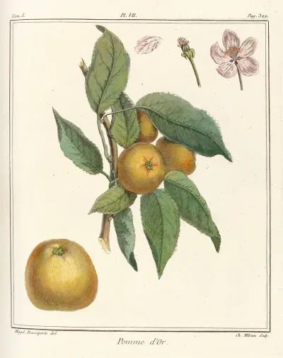 Traite Des Arbres Fruitiers Pl 48