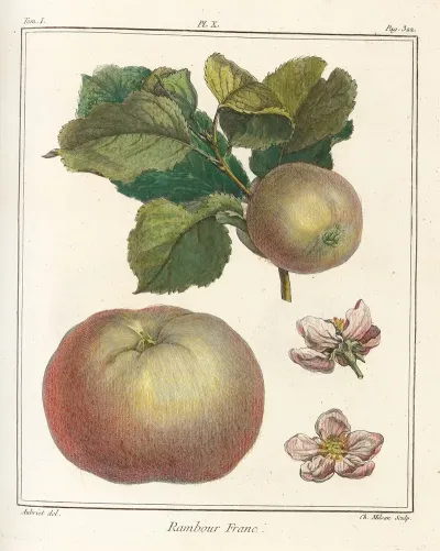 Traite Des Arbres Fruitiers Pl 51