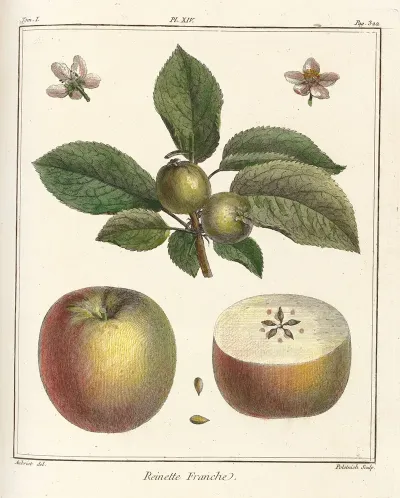 Traite Des Arbres Fruitiers Pl 55