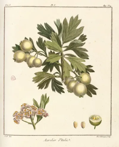 Traite Des Arbres Fruitiers Pl 56