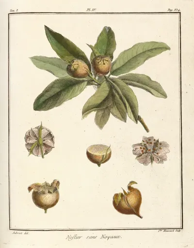 Traite Des Arbres Fruitiers Pl 59