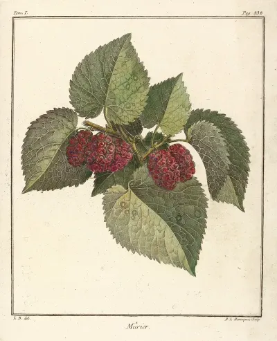 Traite Des Arbres Fruitiers Pl 60