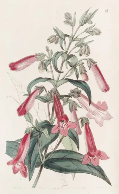 Transparent Gentian Like Pentstemon