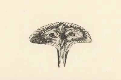 Transverse Section Of Uterus