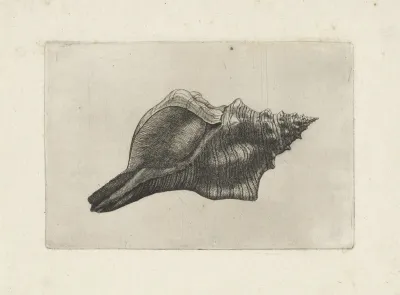 Trapezium Horse Conch Pleuroploca Trapezium
