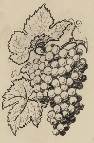 Traube
