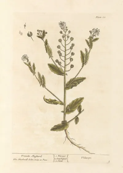 Treacle Mustard