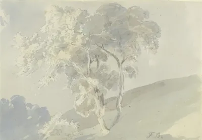 Tree 13