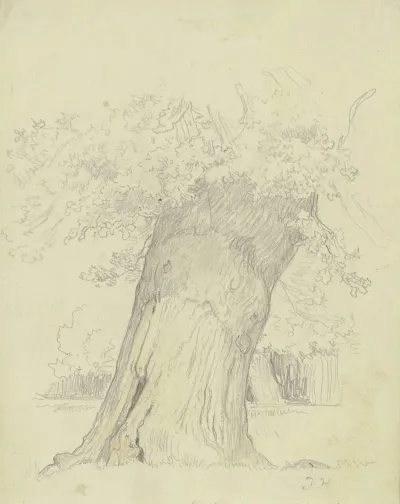 Tree 16