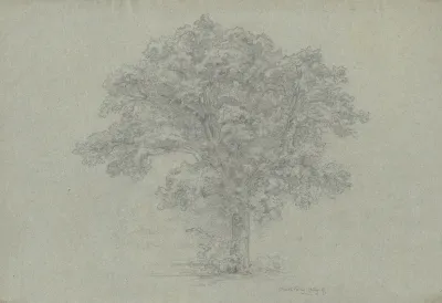 Tree 17