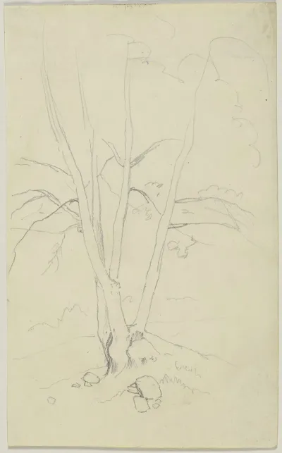 Tree 20