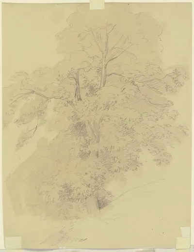 Tree 21
