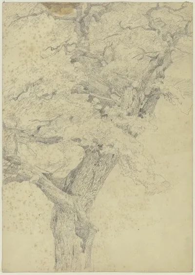 Tree 22