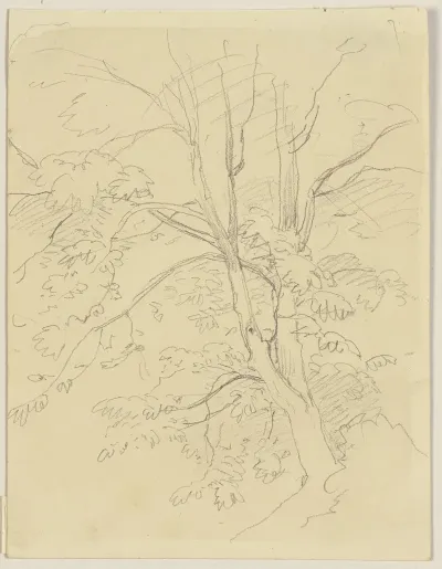 Tree 23