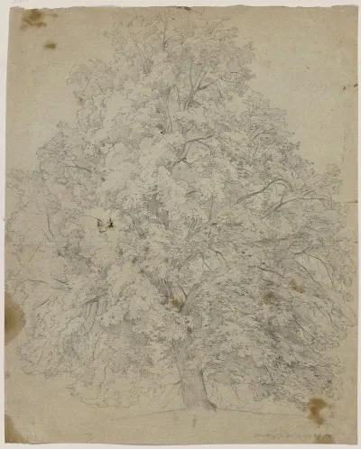 Tree 24