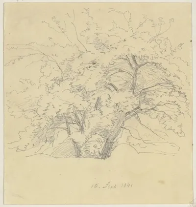 Tree 25