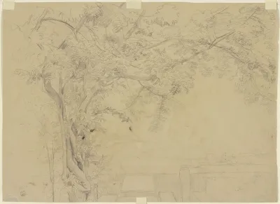 Tree 26