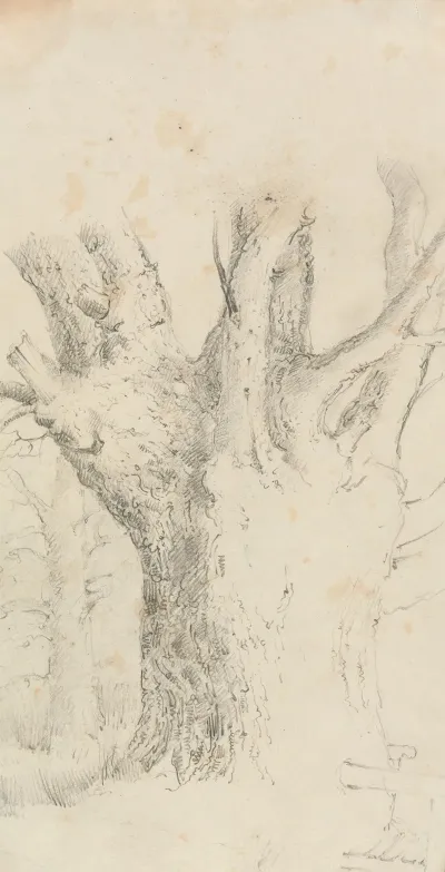 Tree 5