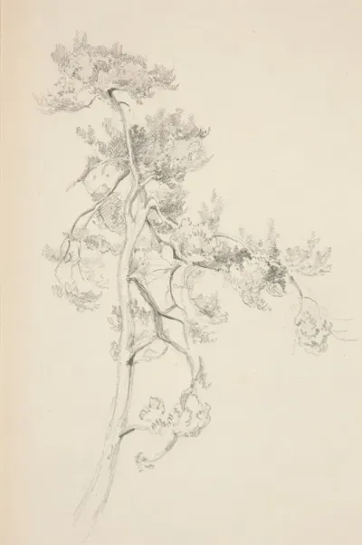 Tree And Foliage