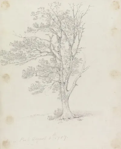 Tree At Easton Park