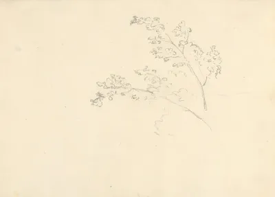Tree Branches