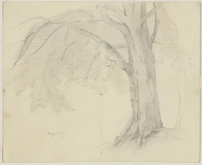 Tree In Hagenburg