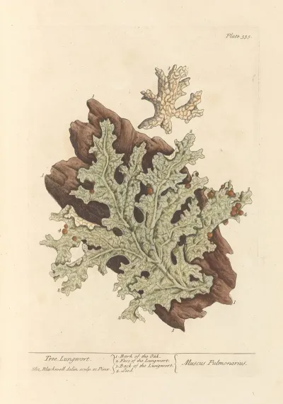 Tree Lungwort
