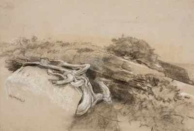 Tree Roots Prouts Neck