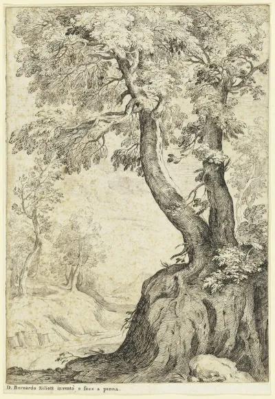 Tree Section