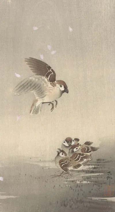 Tree Sparrow With Young