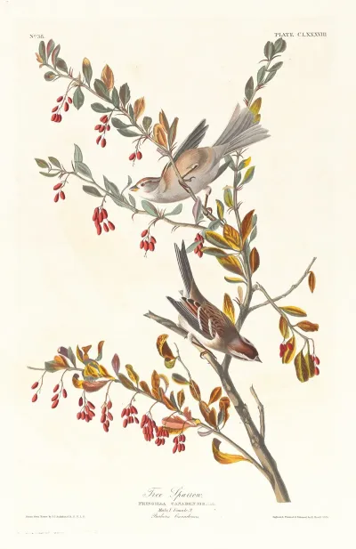 Tree Sparrow