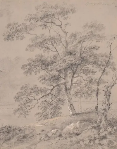 Tree Study 11