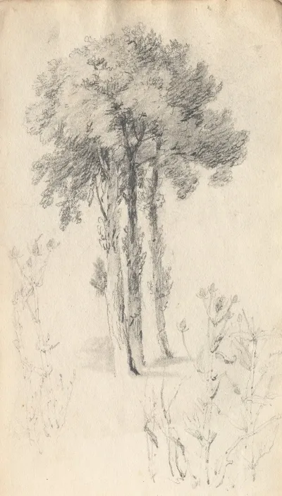 Tree Study 19