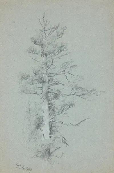 Tree Study 2