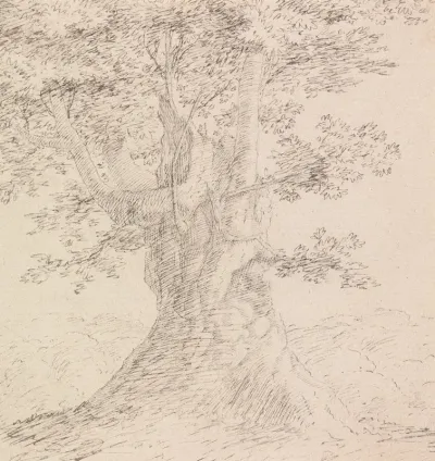 Tree Study 4