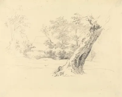 Tree Study 7