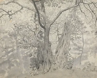 Tree Study 9