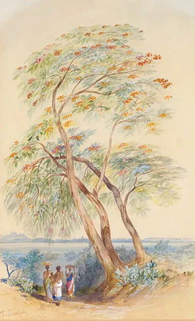 Tree Study Trichinopoly India