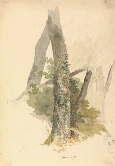 Tree Study With Ivy Clinging To Stump