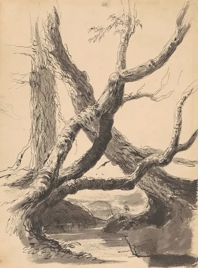 Tree Trunks 2