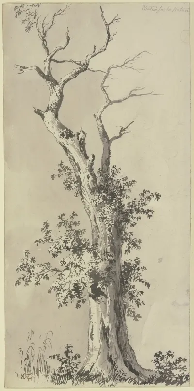 Tree With Leafless Treetop