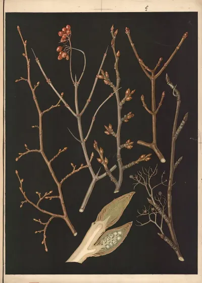 Trees And Shrubs During Winter